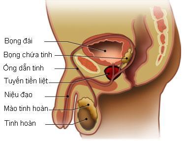 Làm thế nào để phát hiện u xơ tiền liệt tuyến ?