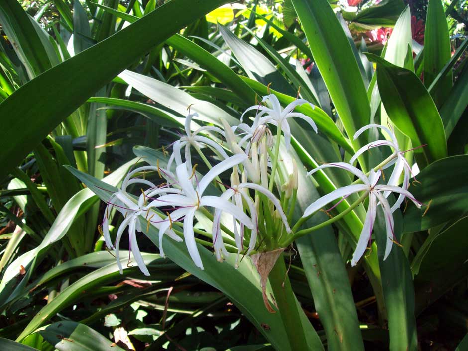 1Crinum-asiaticum