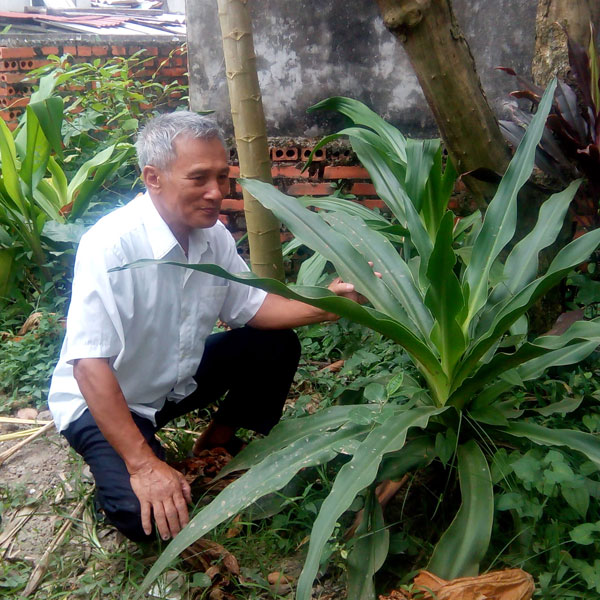 Nhờ cây thuốc quý trong vườn, cụ ông bất ngờ hết tiểu đêm, tiểu rắt vì u xơ