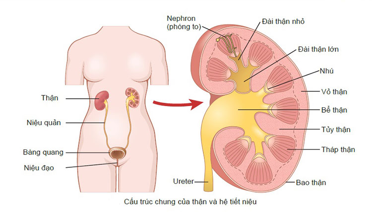 mắc đái mà không đái được