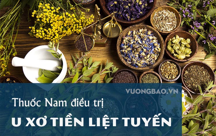 Điều trị u xơ tiền liệt tuyến bằng thuốc nam hiệu quả!