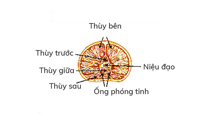 cấu tạo tuyến tiền liệt