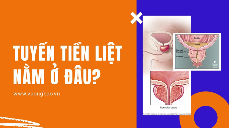 tuyến tiền liệt nằm ở đâu