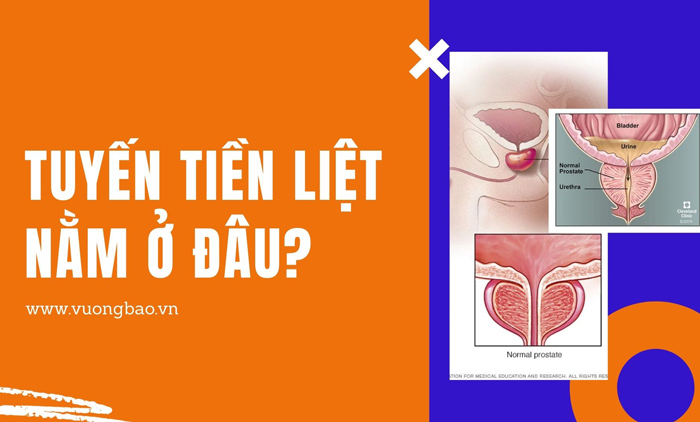 Tuyến tiền liệt nằm ở đâu? Cấu tạo và chức năng thế nào?